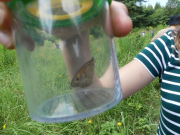 Zajęcia edukacyjne na łące - czyli zapoznajemy się z zapylaczami w ramach Wielkiego Dnia Pszczół, 